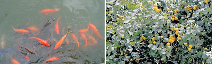 Fish dancing in pool